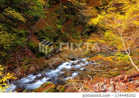山梨縣山梨市三富川浦－從位於笛吹川上游的西澤谷健行步道上眺望溪流兩岸的秋葉美景 134446202