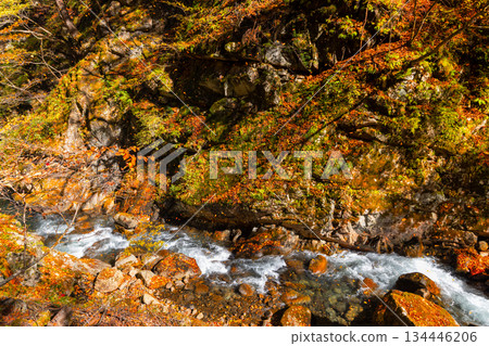 Mitomikawaura, Yamanashi City, Yamanashi Prefecture - A view of the autumn foliage along the stream from the hiking trail in Nishizawa Valley, located upstream of the Fuefuki River 134446206