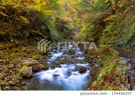 Mitomikawaura, Yamanashi City, Yamanashi Prefecture - A view of the autumn foliage along the stream from the hiking trail in Nishizawa Valley, located upstream of the Fuefuki River Mitomikawaura, Yamanashi City, Yamanashi Prefecture - A view of the autumn foliage along the stream from the hiking trail in Nishizawa Valley, located upstream of the Fuefuki River 134446207