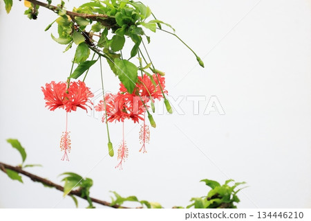 Tropical red bellflower flowers 134446210