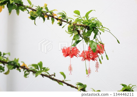 Tropical red bellflower flowers 134446211
