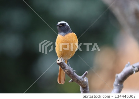 今年，人們可以在李子林裡看到達烏裡紅尾鴝。 134446302