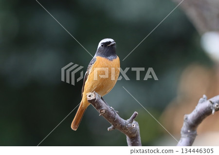 This year, we spotted a Daurian redstart in the plum grove again. This year, we spotted a Daurian redstart in the plum grove again. 134446305