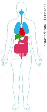 Simplified Human Body Outline with Internal Organs Diagram 134446354