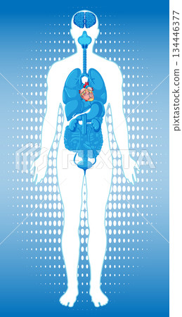 Human Body Silhouette with Highlighted Internal Organs Diagram Human Body Silhouette with Highlighted Internal Organs Diagram 134446377