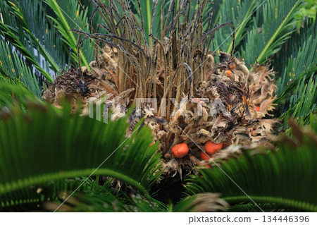 Green leaves and brown cycad buds Green leaves and brown cycad buds 134446396