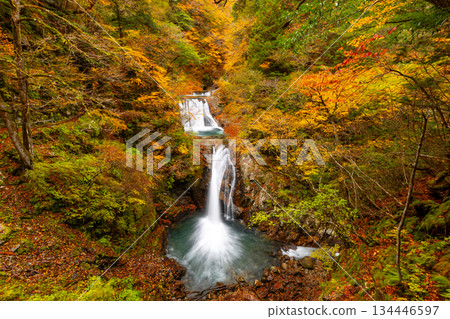 Nanatsugama Godan Falls with autumn foliage from the hiking trail in Nishizawa Valley, located upstream of the Fuefuki River, Mitomikawaura, Yamanashi City, Yamanashi Prefecture 134446597