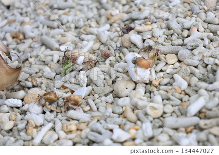 Several hermit crabs fighting over a shell 134447027