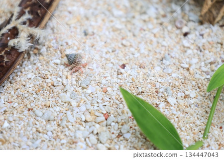 一隻寄居蟹在沙灘上行走 134447043