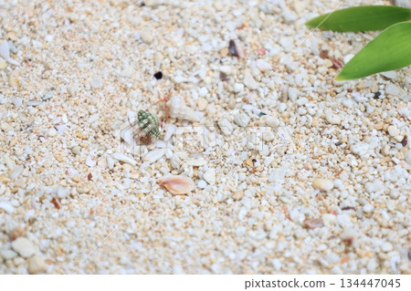 A hermit crab walking on the beach A hermit crab walking on the beach 134447045