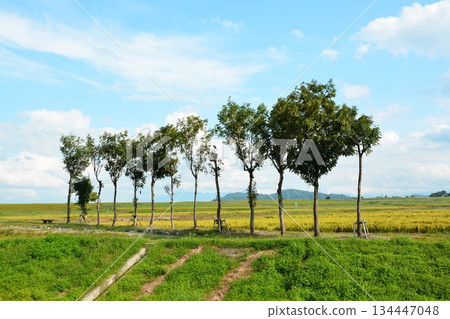 Rustic Hasa tree 134447048