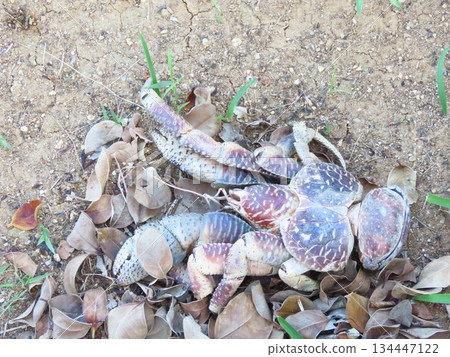 The carcass of a coconut crab stuck in the sand 134447122