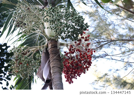 馬尼拉棕櫚與紅色和綠色水果 馬尼拉棕櫚與紅色和綠色水果 134447145
