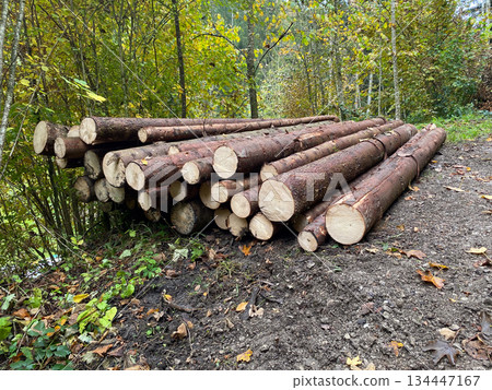 Freshly Cut Spruce Logs Stacked by a Forest Path 134447167