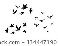 Flying flock of birds silhouette, Simple swallows in flight, crows in the sky. Group of birds border. 134447190
