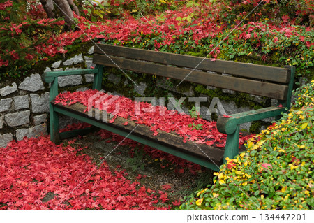 A park bench surrounded by bright red autumn leaves 134447201