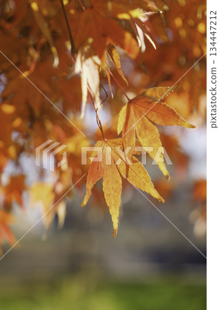 絢麗的秋葉,秋景,季節景色 絢麗的秋葉,秋景,季節景色 134447212