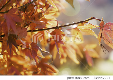 絢麗的秋葉，秋景，季節景色 134447227