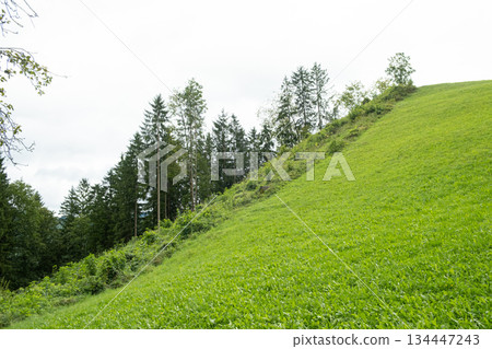 Green deciduous summer forest and green lawn. Green deciduous summer forest and green lawn. 134447243