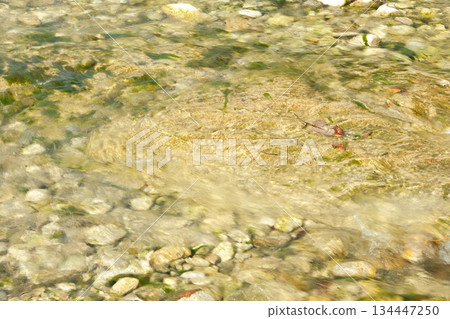 Natural Riverbed Texture with Smooth Pebbles Natural Riverbed Texture with Smooth Pebbles 134447250