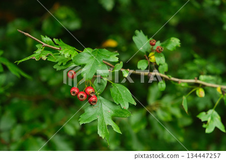 Vibrant Red Hawthorn Berries on Branch with Green Leaves Vibrant Red Hawthorn Berries on Branch with Green Leaves 134447257