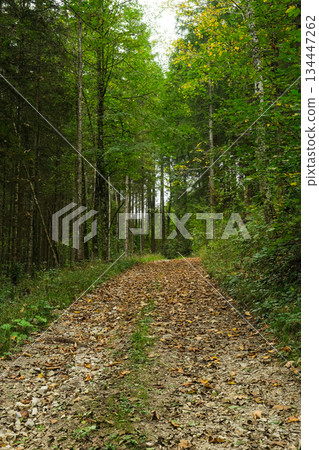 Summer hiking trail winding through lush green deciduous forest landscape Summer hiking trail winding through lush green deciduous forest landscape 134447262