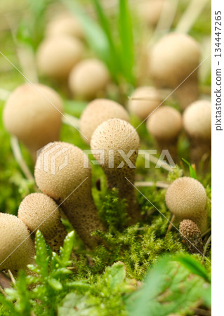 Pearl Puffball Mushroom Lycoperdon perlatum in Forest Pearl Puffball Mushroom Lycoperdon perlatum in Forest 134447265