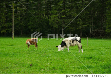 Brown and White Calves Grazing in Idyllic Countryside Landscape 134447269