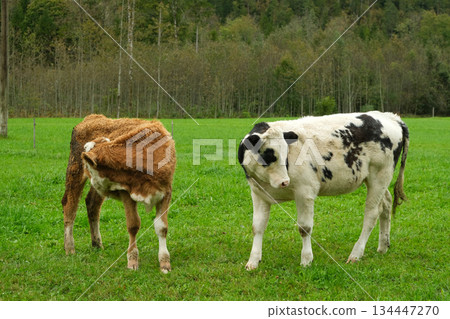 Two young cows on a green lawn near the forest 134447270