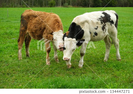 Two young cows on a green lawn near the forest Two young cows on a green lawn near the forest 134447271