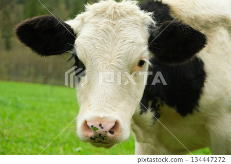 A beautiful young Alpine black and white cow looks at the camera A beautiful young Alpine black and white cow looks at the camera 134447272