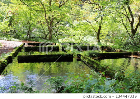 Kitanizawa Gorge, Oku-Daisen, Kofu Town, Hino District, Tottori Prefecture Kitanizawa Gorge, Oku-Daisen, Kofu Town, Hino District, Tottori Prefecture 134447339