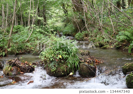 Kitanizawa Gorge, Oku-Daisen, Kofu Town, Hino District, Tottori Prefecture Kitanizawa Gorge, Oku-Daisen, Kofu Town, Hino District, Tottori Prefecture 134447340