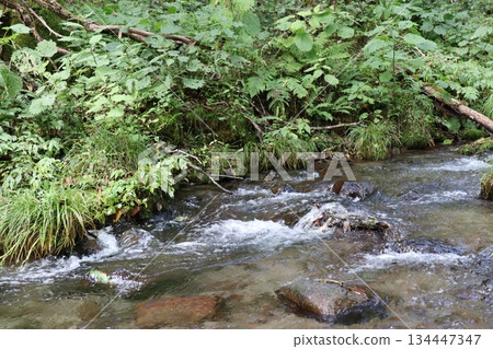 Kitanizawa Gorge, Oku-Daisen, Kofu Town, Hino District, Tottori Prefecture Kitanizawa Gorge, Oku-Daisen, Kofu Town, Hino District, Tottori Prefecture 134447347