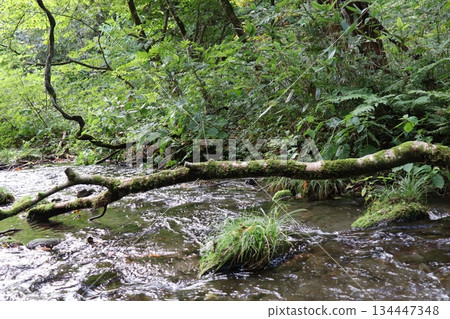 Kitanizawa Gorge, Oku-Daisen, Kofu Town, Hino District, Tottori Prefecture 134447348