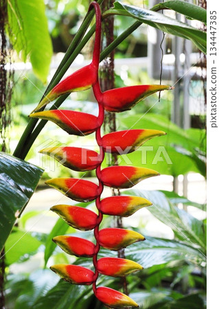 Orange heliconia in the greenhouse 134447385