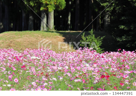 Bright cosmos field Bright cosmos field 134447391