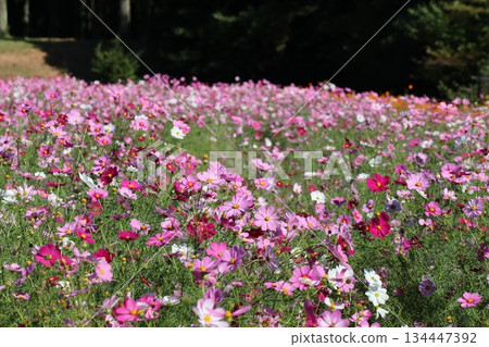 Bright cosmos field Bright cosmos field 134447392