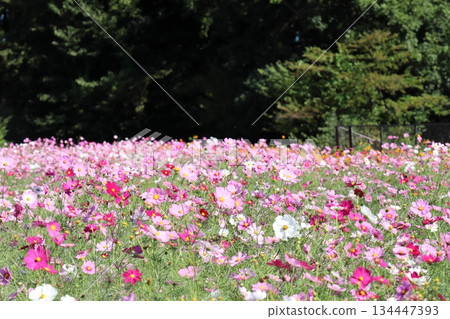 Bright cosmos field Bright cosmos field 134447393