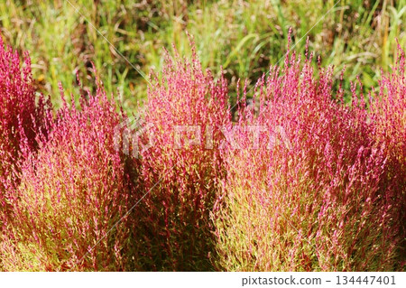 Kokia beginning to color 134447401