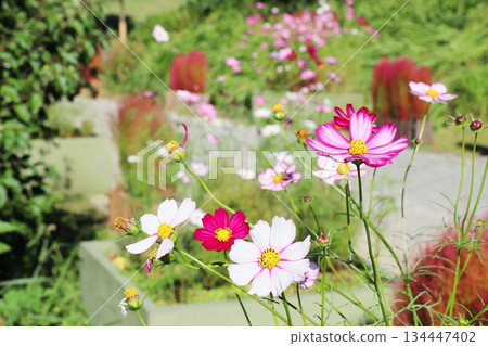 Cosmos Red Picotee 134447402