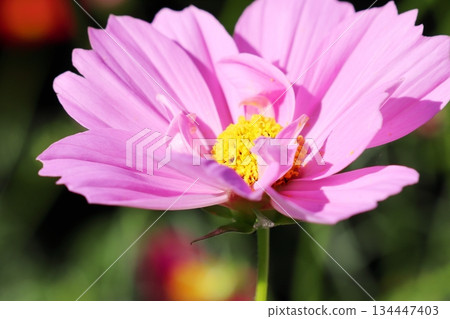 雙開花宇宙 134447403