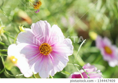 宇宙日之丸 134447409