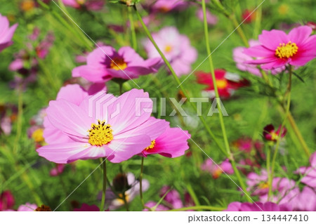 Cosmos sensation Cosmos sensation 134447410