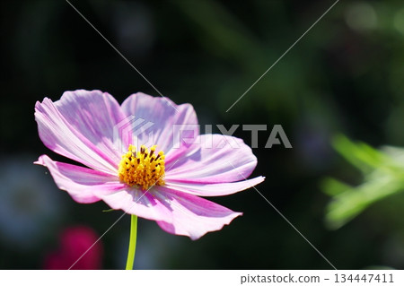 Cosmos Daydream Cosmos Daydream 134447411