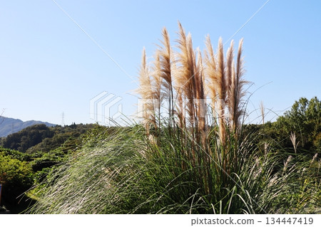 Large Pampa Grass Large Pampa Grass 134447419