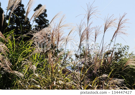 秋Susuki 秋Susuki 134447427