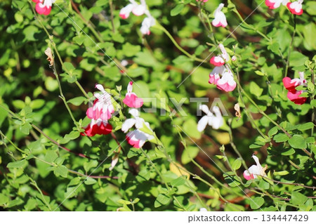 Cherry Sage Hot Lips Pink and White Flowers Cherry Sage Hot Lips Pink and White Flowers 134447429