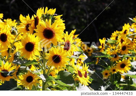 Spray-flowered mini sunflowers that bloom in autumn Spray-flowered mini sunflowers that bloom in autumn 134447433