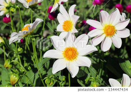 White dahlia flower White dahlia flower 134447434